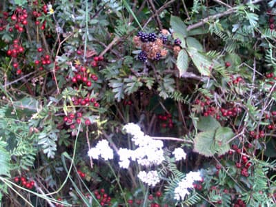 Autumn's Bounty