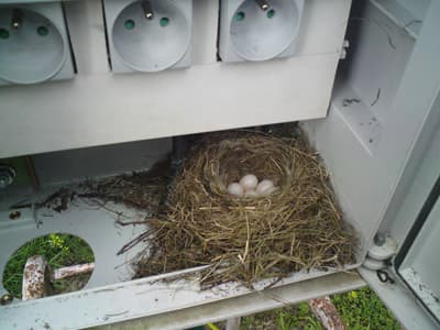 Other residents