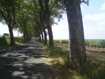 Plane Trees