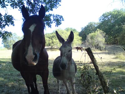 Horse &amp; friend