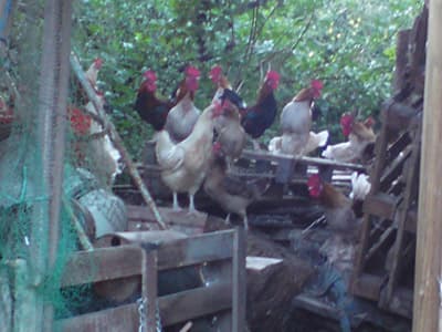 Ambazac