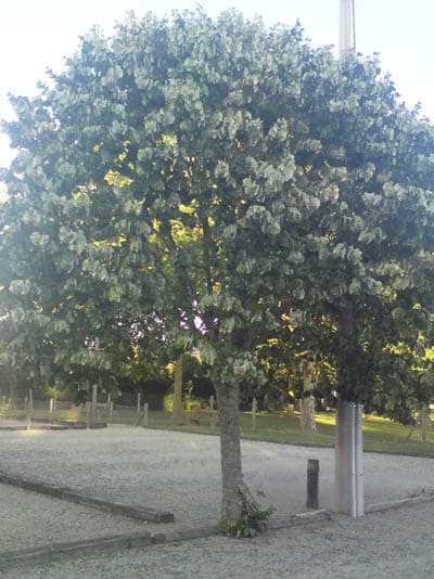 Tilleul - Lime Trees