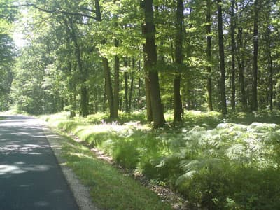 Cool forests