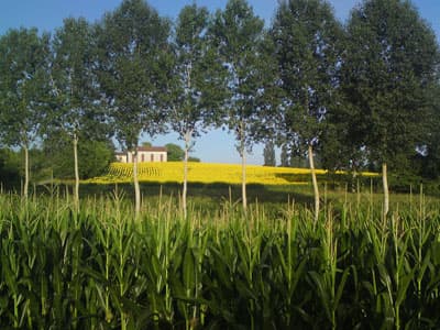 Maize & Sunflowers