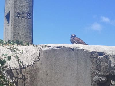 Leaving Lézan: hawk