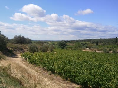 Mediterranean