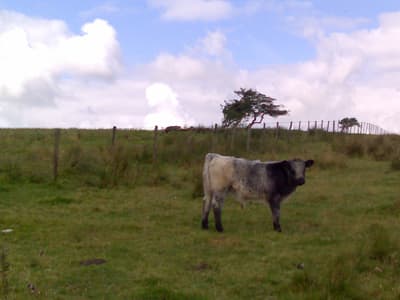Cow